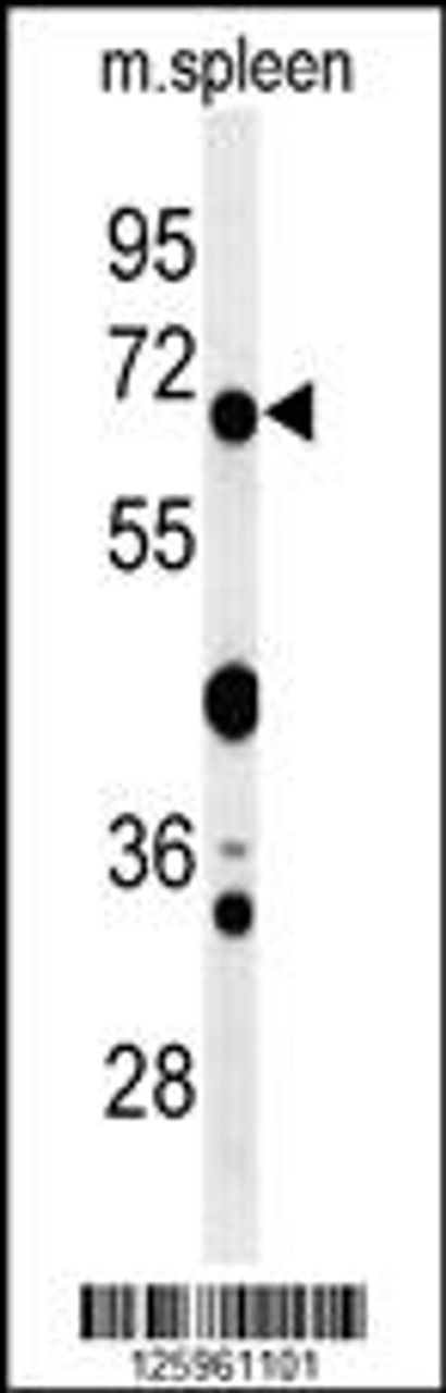 Western blot analysis of GBP7 Antibody in mouse spleen tissue lysates (35ug/lane)