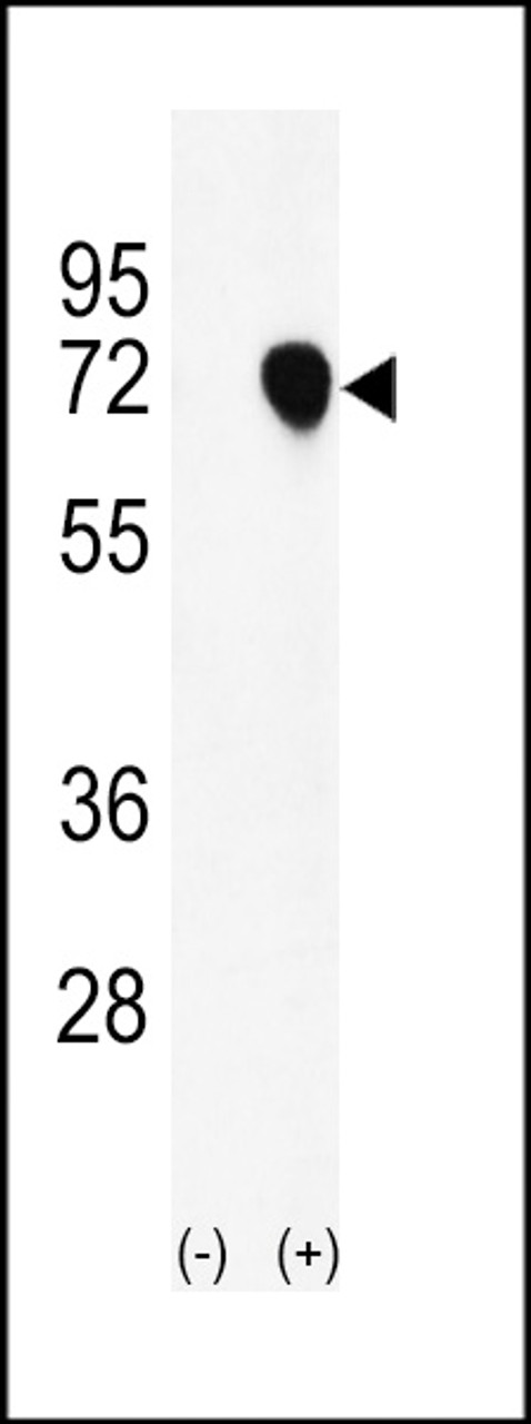Western blot analysis of NASP using rabbit polyclonal NASP Antibody using 293 cell lysates (2 ug/lane) either nontransfected (Lane 1) or transiently transfected with the NASP gene (Lane 2) .