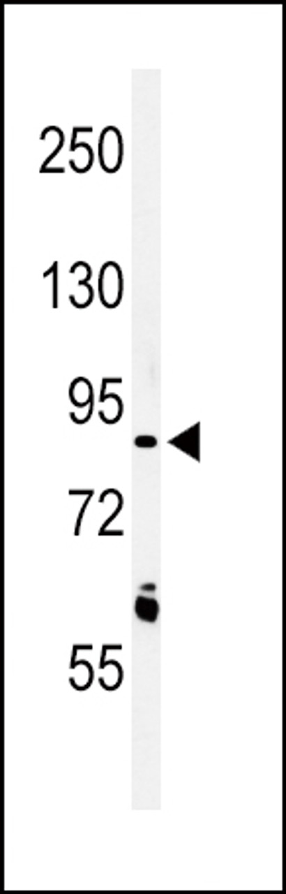 Western blot analysis of LRRN3 Antibody in K562 cell line lysates (35ug/lane)
