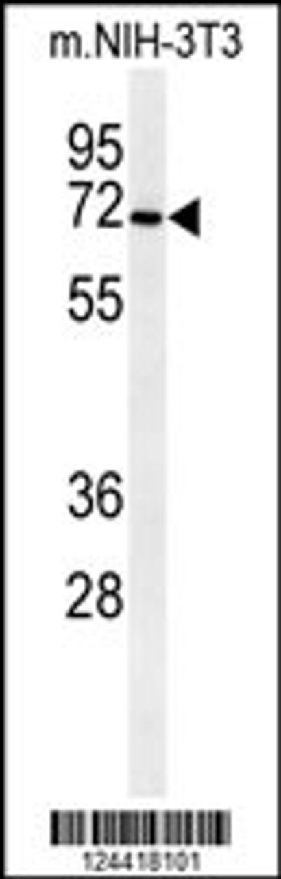 Western blot analysis of CSGALNACT1 Antibody in mouse NIH-3T3 cell line lysates (35ug/lane)