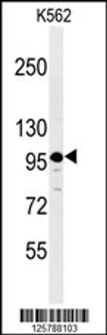 Western blot analysis of SE6L2 Antibody in K562 cell line lysates (35ug/lane)