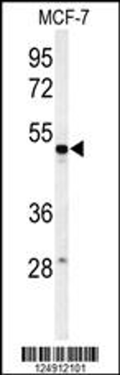 Western blot analysis of PSG7 Antibody in MCF-7 cell line lysates (35ug/lane)