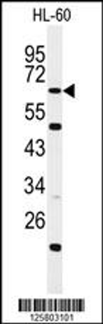 Western blot analysis of WDTC1 Antibody in HL-60 cell line lysates (35ug/lane)