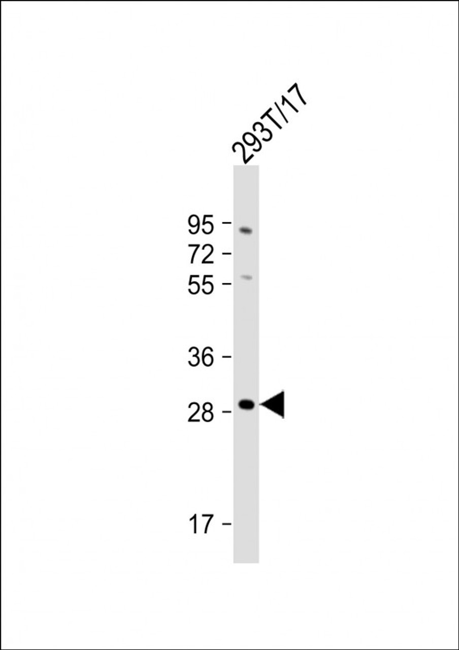 Western Blot at 1:1000 dilution + 293T/17 whole cell lysate Lysates/proteins at 20 ug per lane.