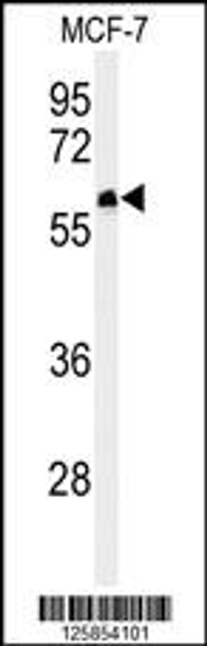 Western blot analysis of FA20A Antibody in MCF-7 cell line lysates (35ug/lane)