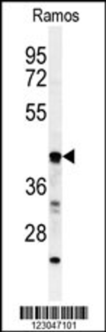 Western blot analysis of B3GALT6 Antibody in Ramos cell line lysates (35ug/lane)