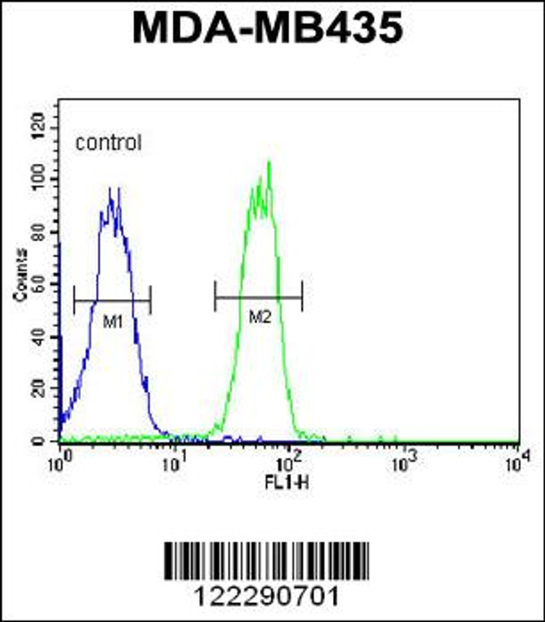 Flow cytometric analysis of MDA-MB435 cells (right histogram) compared to a negative control cell (left histogram) .FITC-conjugated goat-anti-rabbit secondary antibodies were used for the analysis.