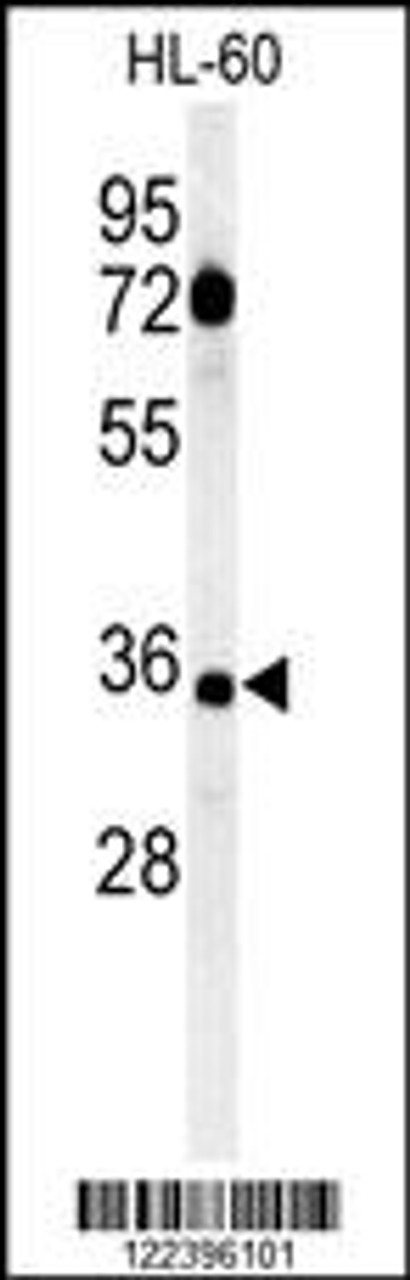 Western blot analysis of CD80 Antibody in HL-60 cell line lysates (35ug/lane)