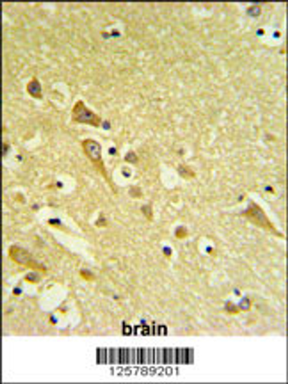 PAAF1 Antibody IHC analysis in formalin fixed and paraffin embedded human brain tissue followed by peroxidase conjugation of the secondary antibody and DAB staining.