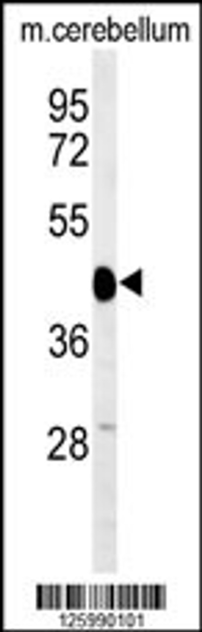 Western blot analysis of SGTB Antibody in mouse cerebellum tissue lysates (35ug/lane)