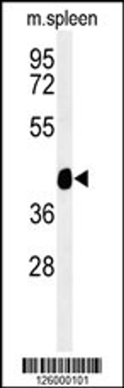 Western blot analysis of TEKT4 Antibody in mouse spleen tissue lysates (35ug/lane)