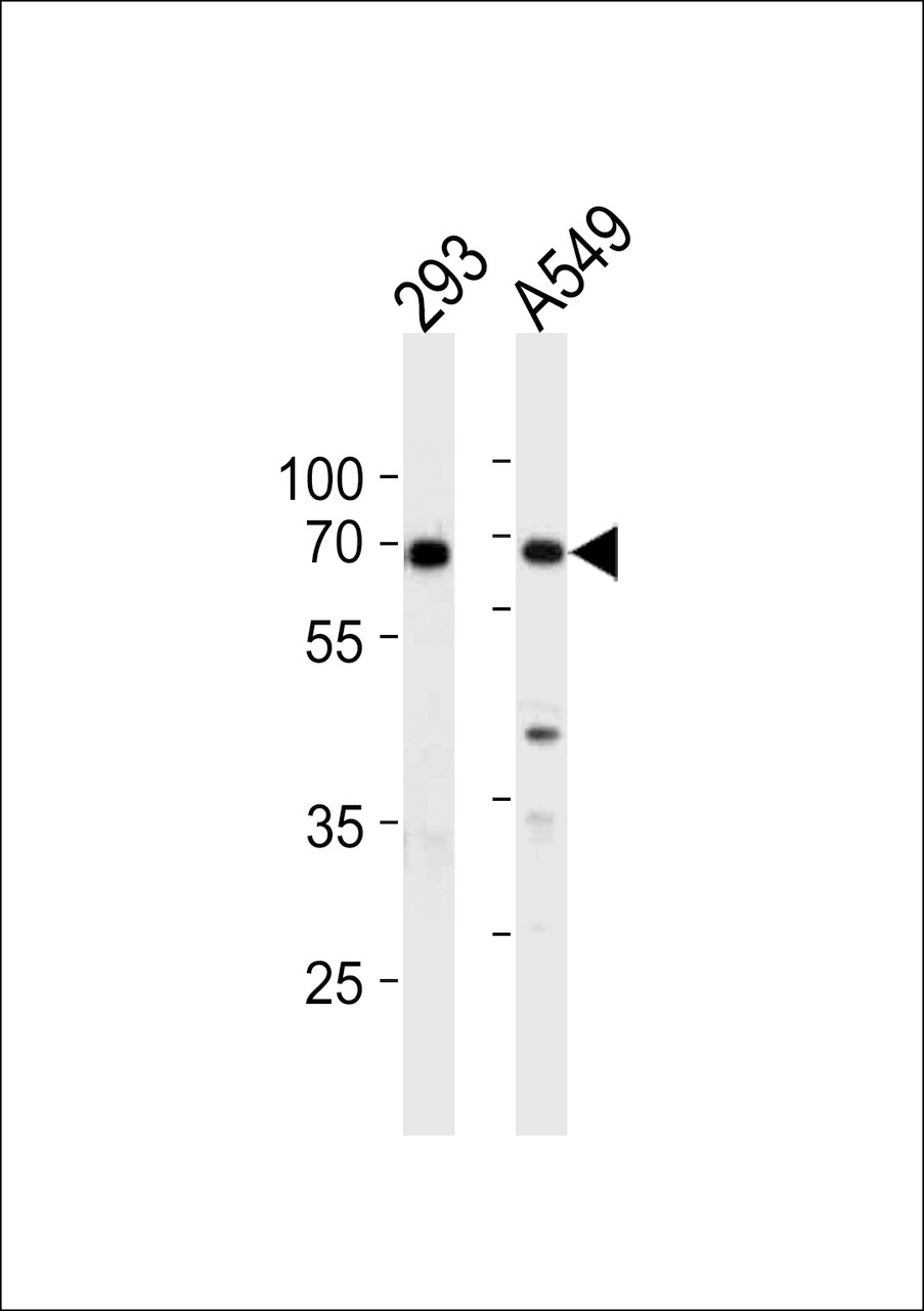 Western blot analysis in 293, A549 cell line lysates (35ug/lane) .