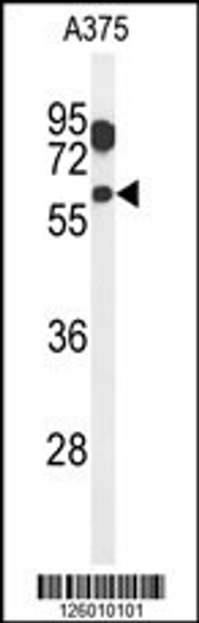 Western blot analysis of ZACN Antibody in A375 cell line lysates (35ug/lane)