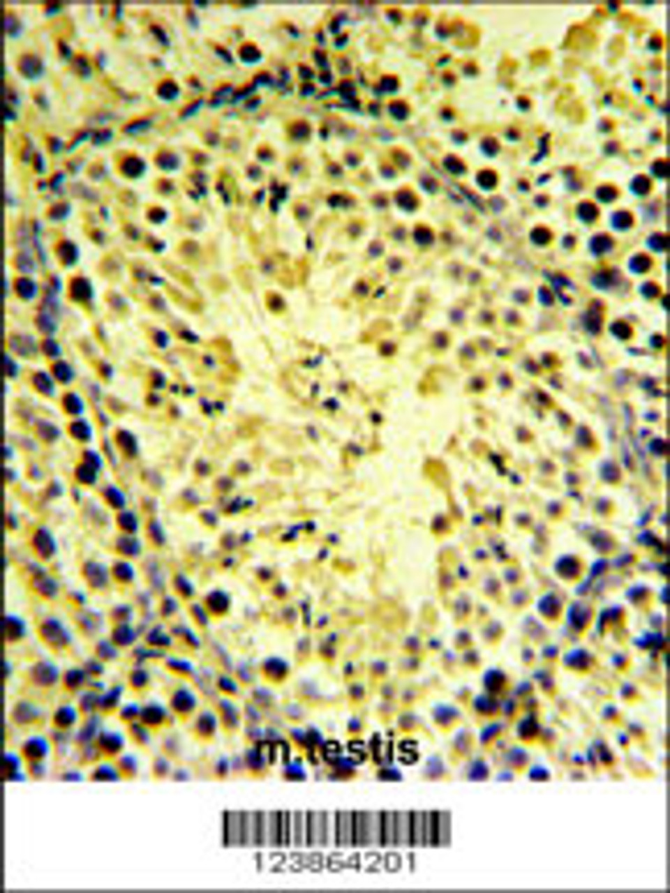 DGKK Antibody IHC analysis in formalin fixed and paraffin embedded mouse testis tissue followed by peroxidase conjugation of the secondary antibody and DAB staining.