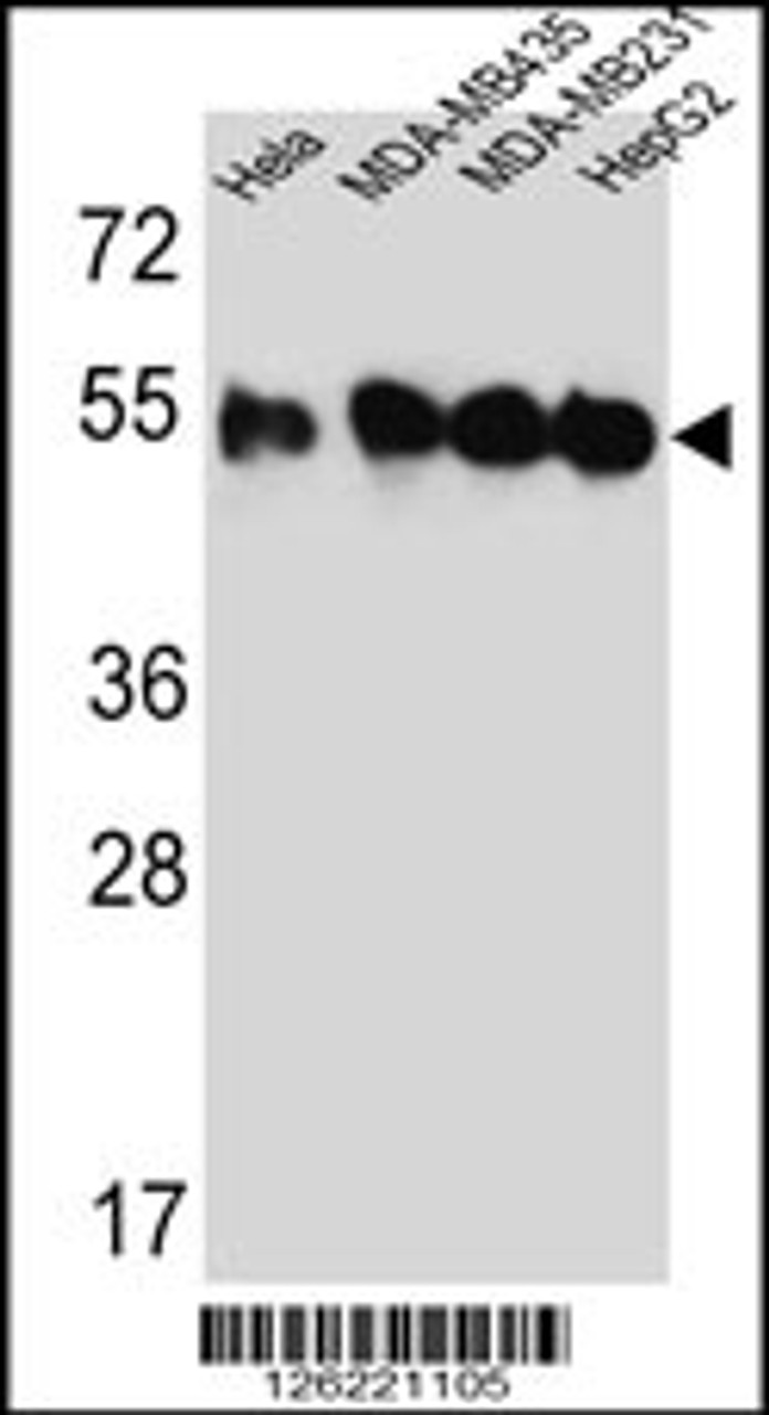 Western blot analysis of TUBB2C Antibody in Hela, MDA-MB435, MDA-MB231, HepG2 cell line lysates (35ug/lane)