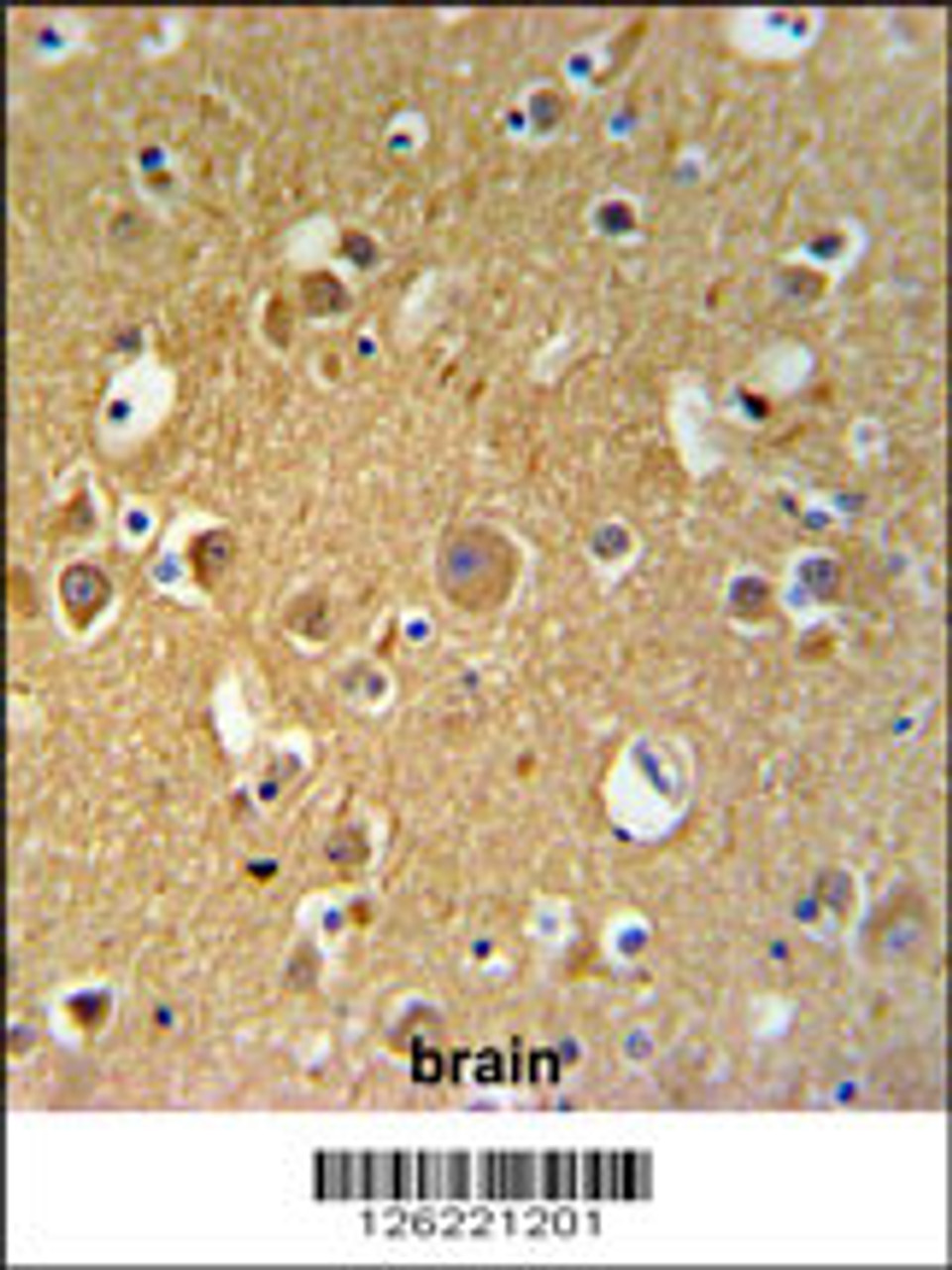 TUBB2C Antibody IHC analysis in formalin fixed and paraffin embedded human brain tissue followed by peroxidase conjugation of the secondary antibody and DAB staining.