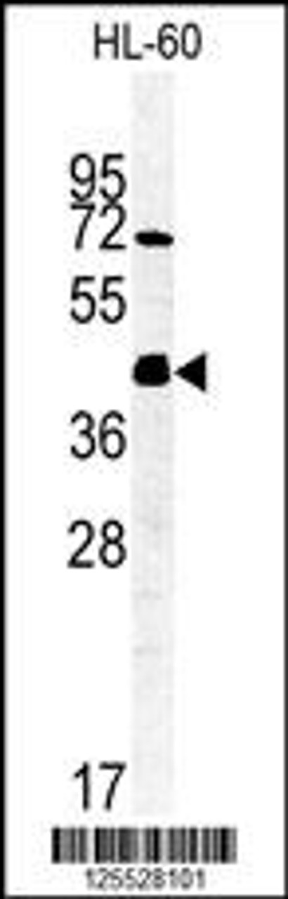 Western blot analysis of FKBPL Antibody in HL-60 cell line lysates (35ug/lane)