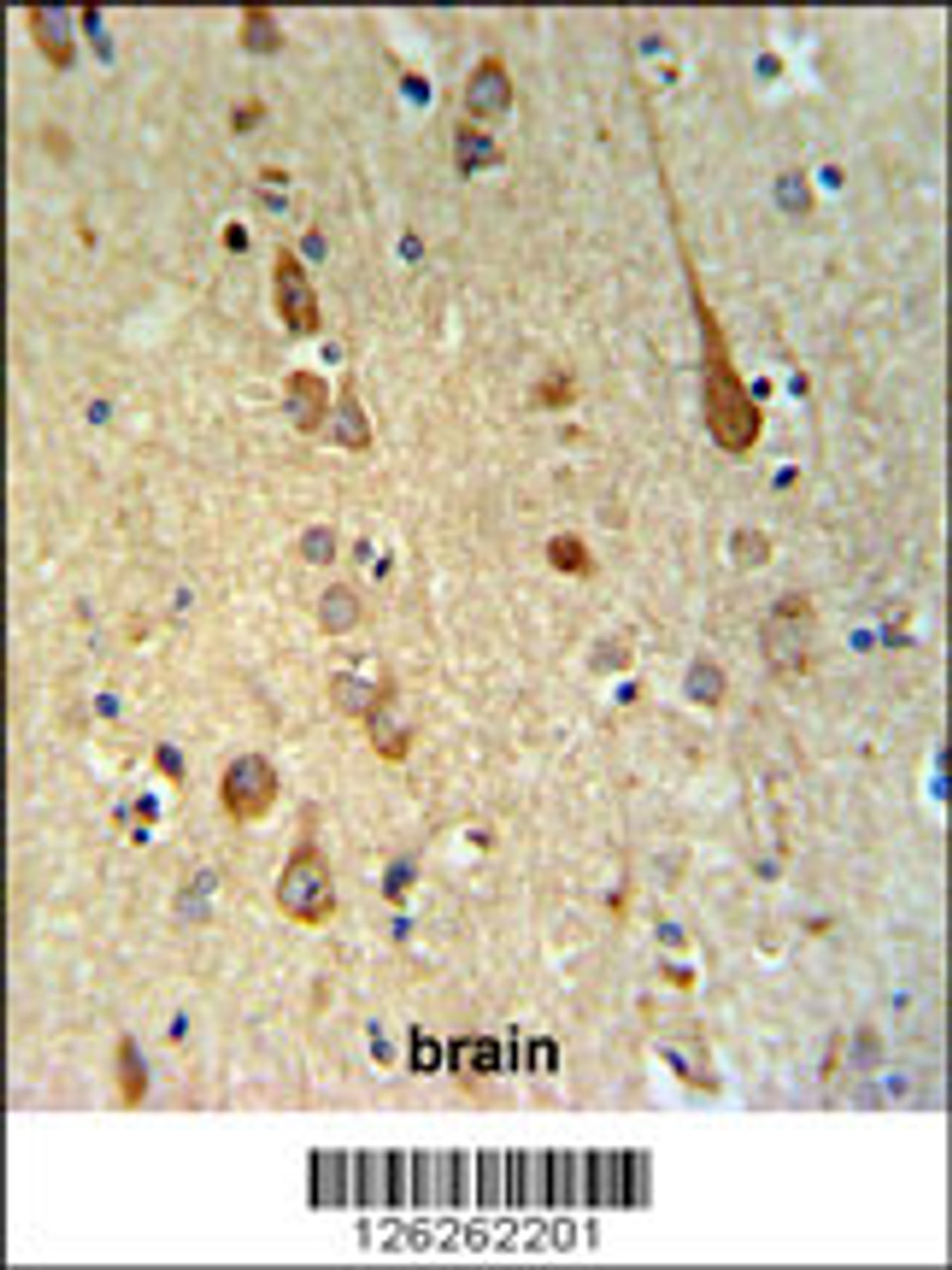 FAAH2 Antibody IHC analysis in formalin fixed and paraffin embedded human brain tissue followed by peroxidase conjugation of the secondary antibody and DAB staining.