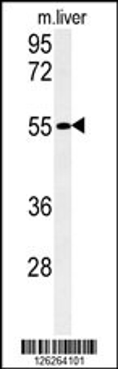 Western blot analysis of FAM151A Antibody in mouse liver tissue lysates (35ug/lane)