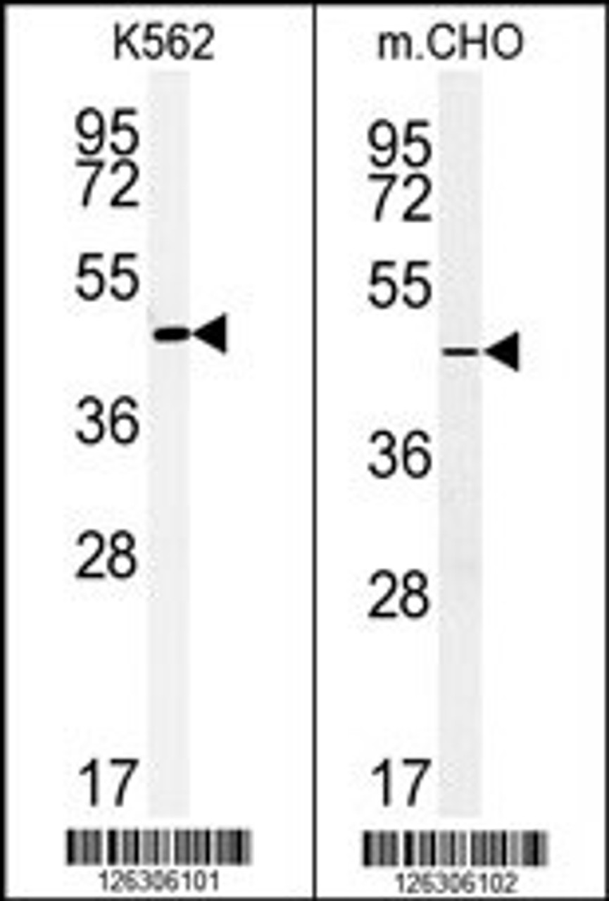 (LEFT) Western blot analysis of ENTPD8 Antibody in K562 cell line lysates (35ug/lane) .ENTPD8 (arrow) was detected using the purified Pab. (RIGHT) Western blot analysis of ENTPD8 Antibody in CHO cell line lysates (35ug/lane) .ENTPD8 (arrow) was detected using the purified Pab.