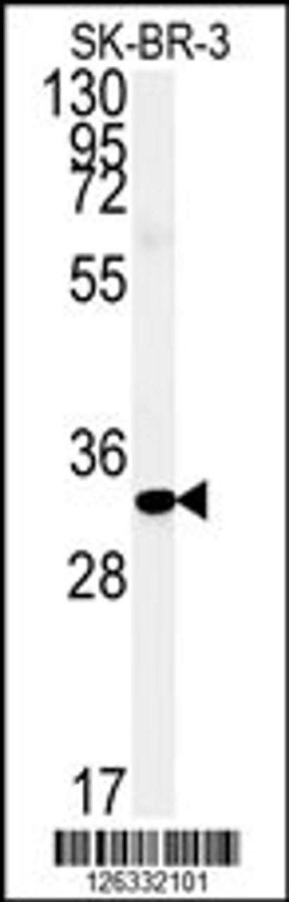 Western blot analysis of FAM92A1 Antibody in SK-BR-3 cell line lysates (35ug/lane)