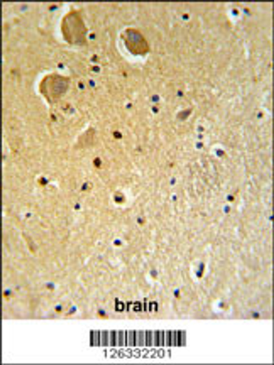 FAM92A1 Antibody IHC analysis in formalin fixed and paraffin embedded human brain tissue followed by peroxidase conjugation of the secondary antibody and DAB staining.