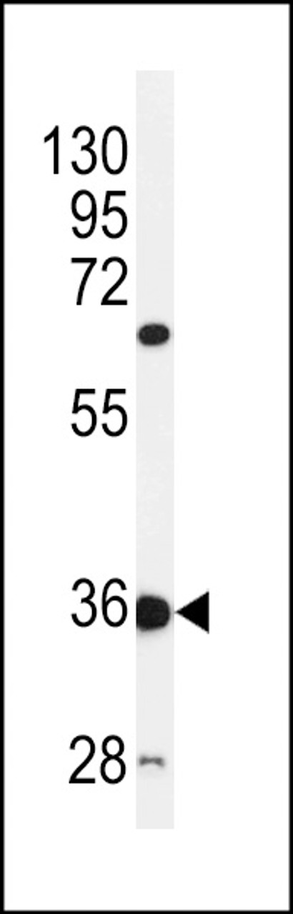 Western blot analysis of C12orf53 Antibody in mouse liver tissue lysates (35ug/lane)