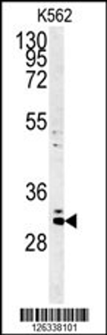 Western blot analysis of C2orf49 Antibody in K562 cell line lysates (35ug/lane)