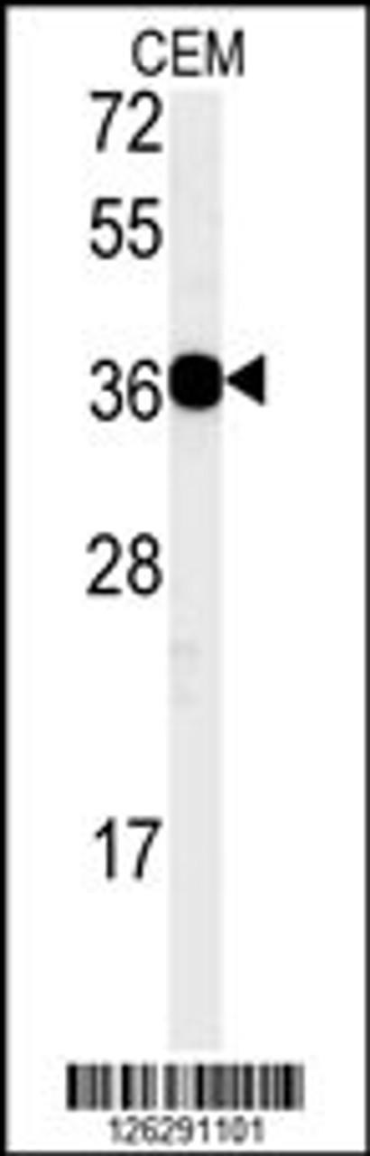 Western blot analysis of CD300LB Antibody in CEM cell line lysates (35ug/lane)