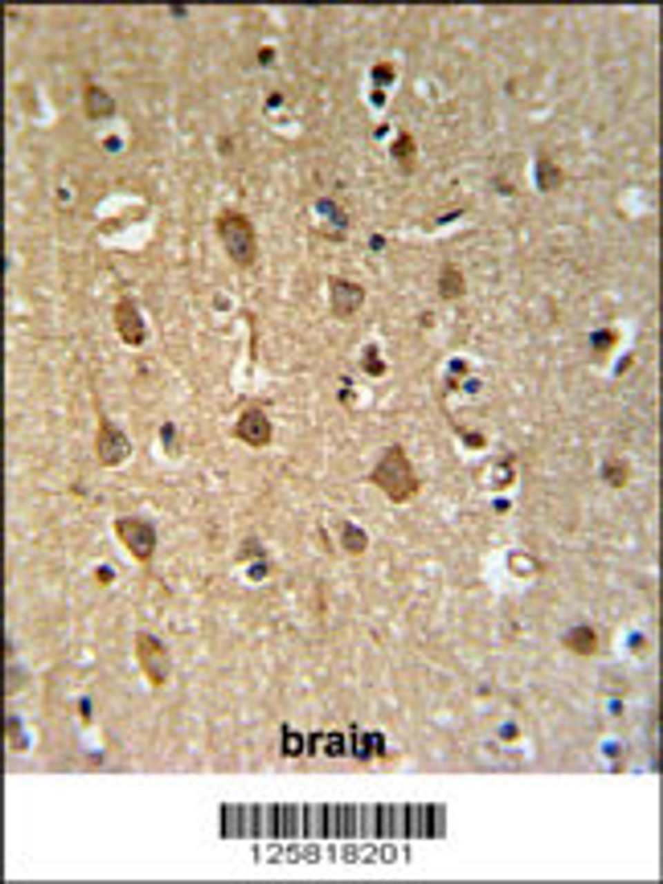 ENPP6 Antibody IHC analysis in formalin fixed and paraffin embedded human brain tissue followed by peroxidase conjugation of the secondary antibody and DAB staining.