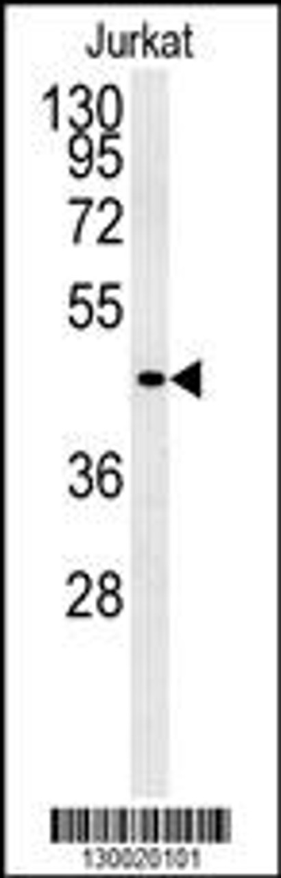 Western blot analysis of FFAR3 Antibody in Jurkat cell line lysates (35ug/lane)