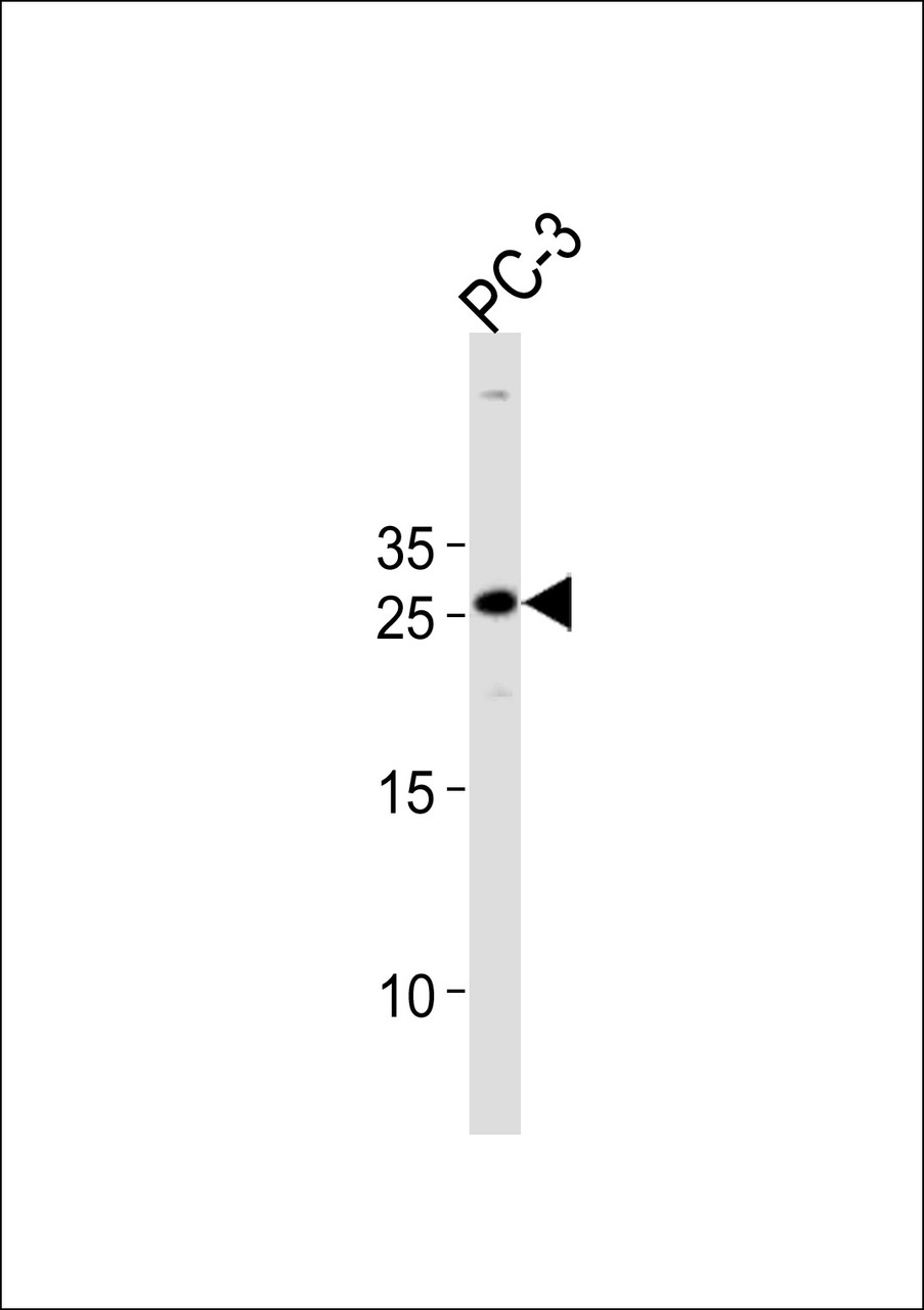 Western blot analysis in PC-3 cell line lysates (35ug/lane) .