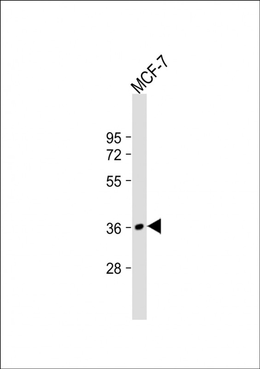 Western Blot at 1:2000 dilution + MCF-7 whole cell lysate Lysates/proteins at 20 ug per lane.