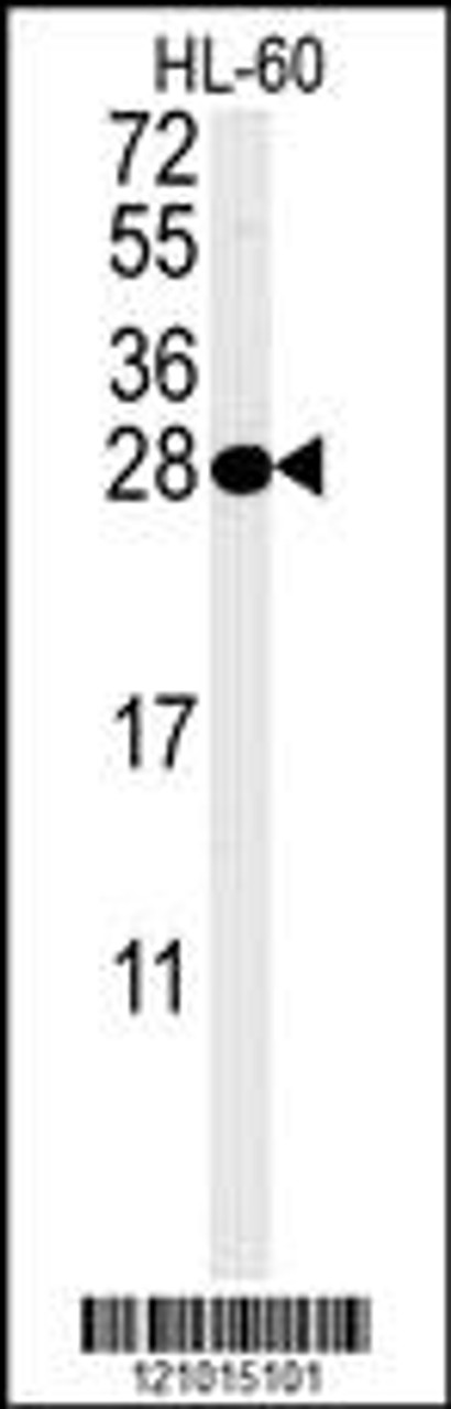 Western blot analysis in HL-60 cell line lysates (35ug/lane) .  This demonstrates the PSME1 antibody detected the PSME1 protein (arrow) .