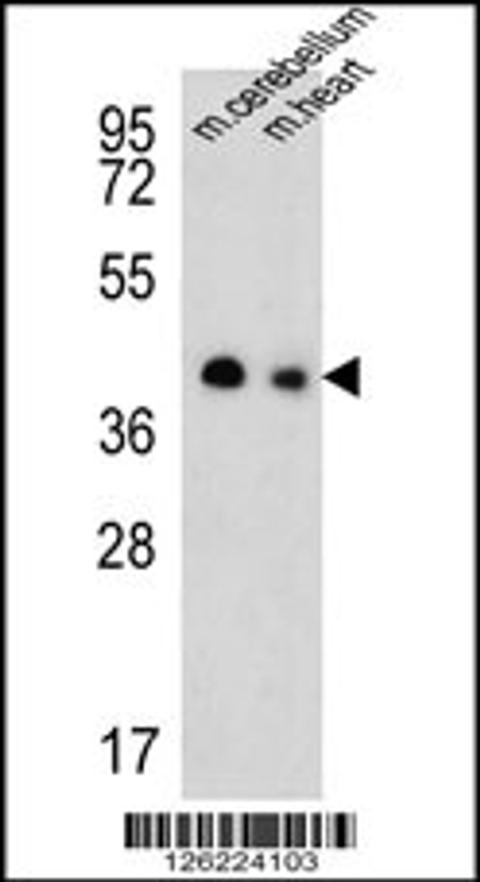 Western blot analysis of SLC25A19 Antibody in mouse cerebellum, heart tissue lysates (35ug/lane)