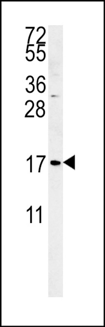 Western blot analysis in K562 cell line lysates (35ug/lane) .  This demonstrates the SMAGP antibody detected the SMAGP protein (arrow) .