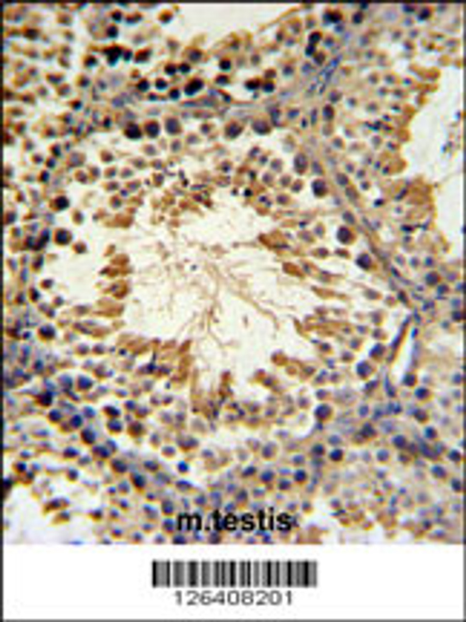 SPG16 Antibody IHC analysis in formalin fixed and paraffin embedded mouse testis tissue followed by peroxidase conjugation of the secondary antibody and DAB staining.