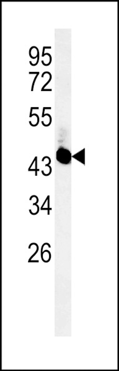 Western blot analysis of UBAC2 Antibody in mouse cerebellum tissue lysates (35ug/lane)