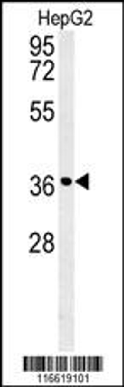 Western blot analysis in HepG2 cell line lysates (35ug/lane) .This demonstratesdetected the CCND1 protein (arrow) .