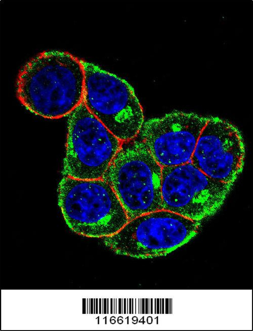 Confocal immunofluorescent analysis of CCND1-Y226 Antibody with Hela cell followed by Alexa Fluor 488-conjugated goat anti-rabbit lgG (green) . Actin filaments have been labeled with Alexa Fluor 555 phalloidin (red) .DAPI was used to stain the cell nuclear (blue) .