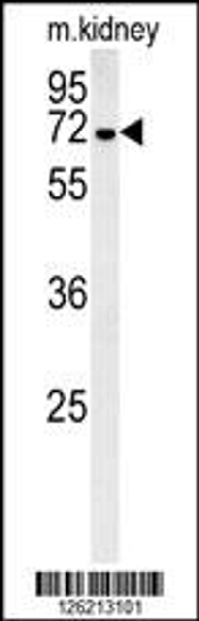 Western blot analysis in mouse kidney tissue lysates (35ug/lane) .This demonstrates the detected GNE protein (arrow) .