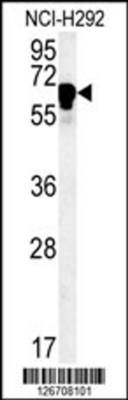 Western blot analysis in NCI-H292 cell line lysates (35ug/lane) .