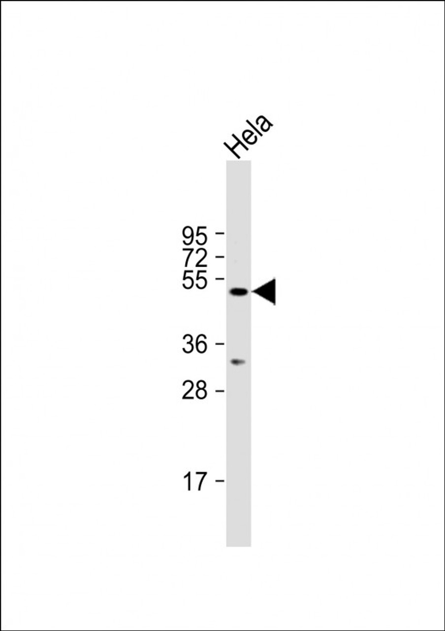 Western Blot at 1:1000 dilution + Hela whole cell lysate Lysates/proteins at 20 ug per lane.