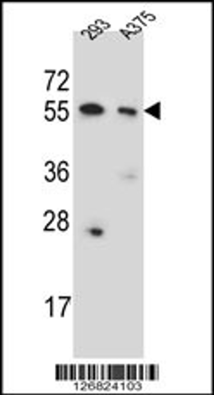 Western blot analysis in 293, A375 cell line lysates (35ug/lane) .