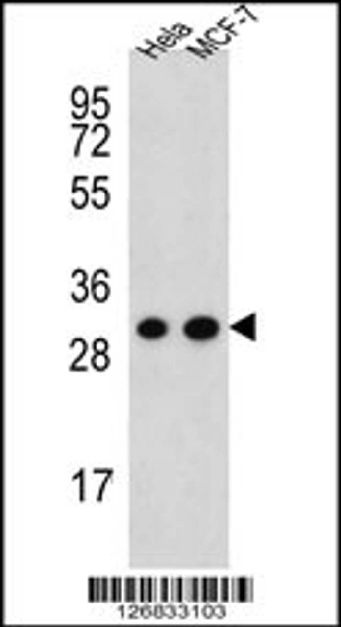 Western blot analysis in Hela, MCF-7 cell line lysates (35ug/lane) .