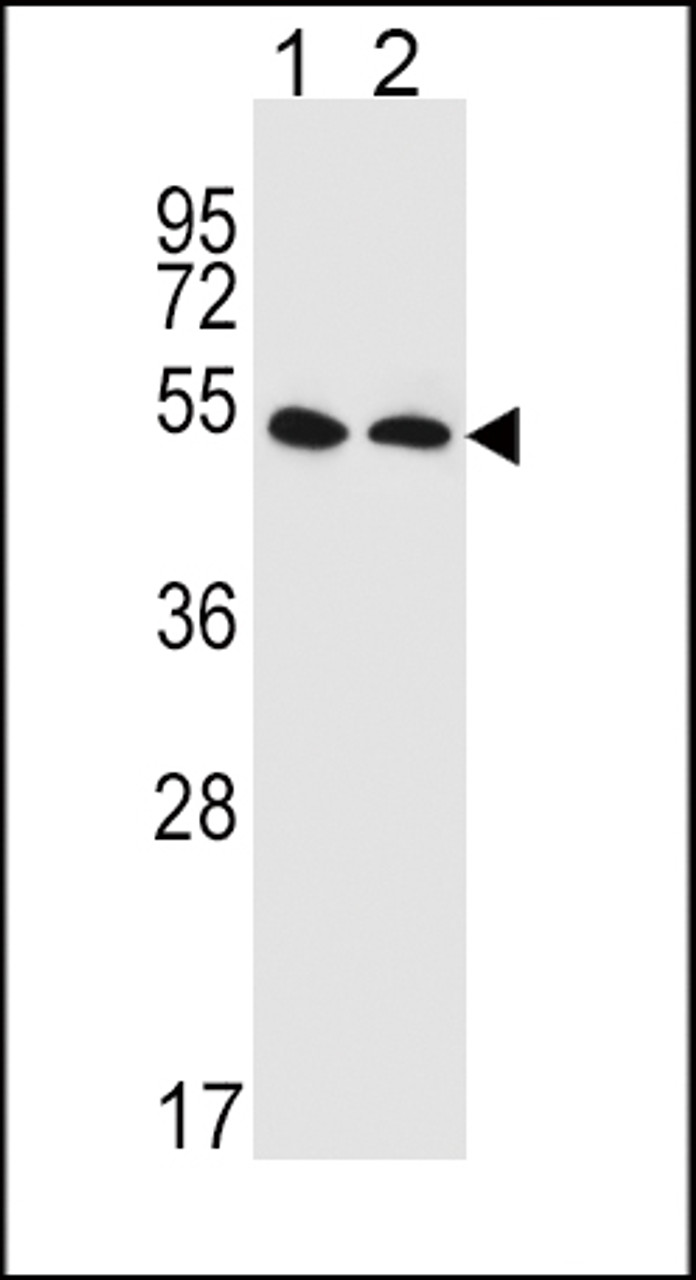Western blot analysis in HepG2 (lane 1) , MDA-MB435 (lane 2) cell line lysates (35ug/lane) .