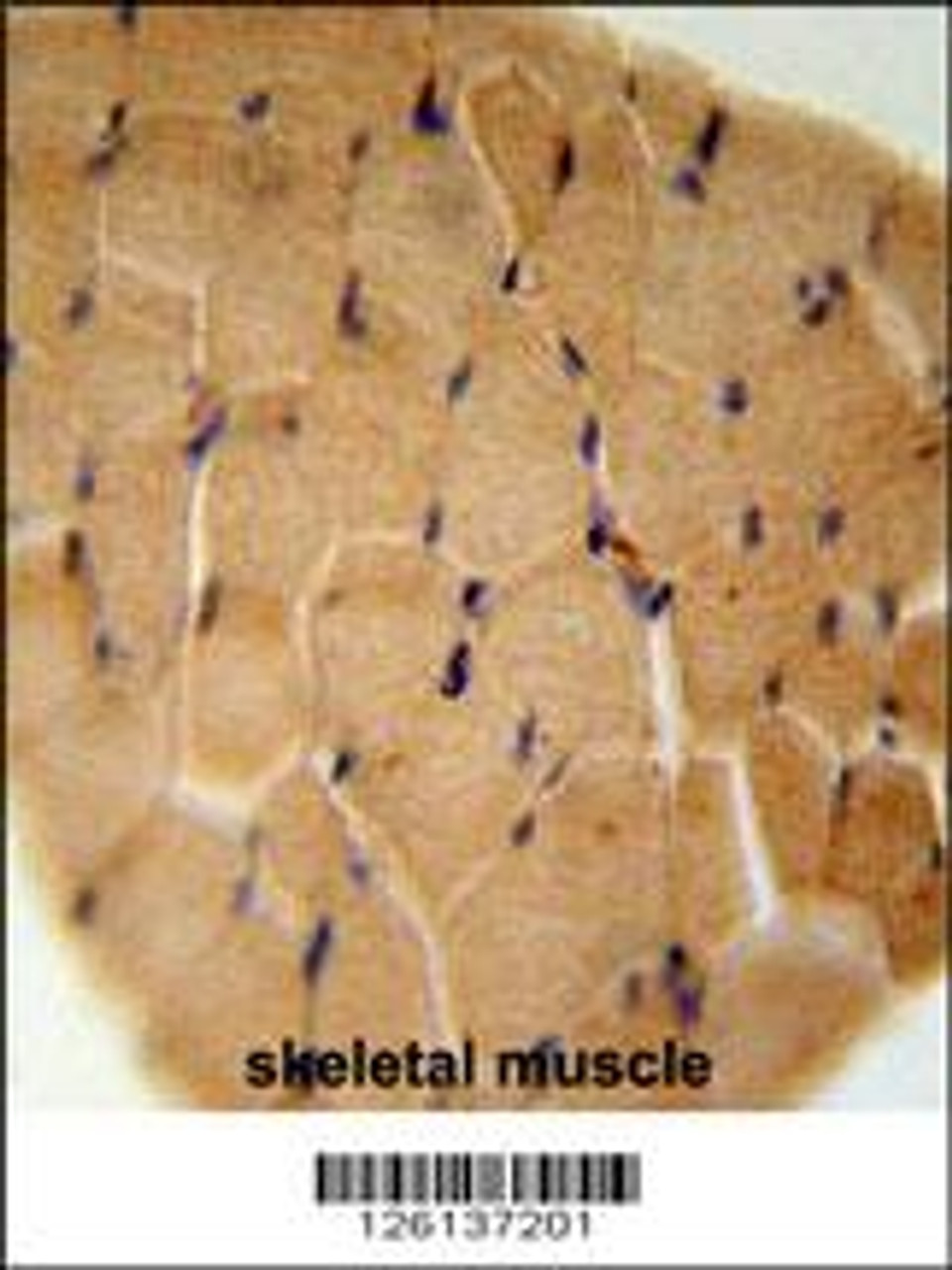 GGNBP2 Antibody immunohistochemistry analysis in formalin fixed and paraffin embedded human skeletal muscle followed by peroxidase conjugation of the secondary antibody and DAB staining.