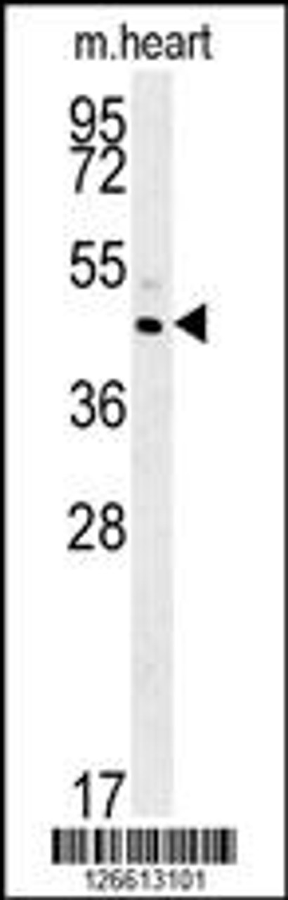 Western blot analysis in mouse heart tissue lysates (35ug/lane) .This demonstrates the detected C3orf31 protein (arrow) .