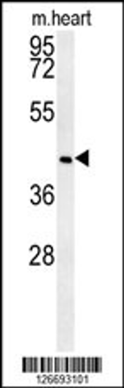 Western blot analysis in mouse heart tissue lysates (35ug/lane) .This demonstrates the detected NIPAL2 protein (arrow) .