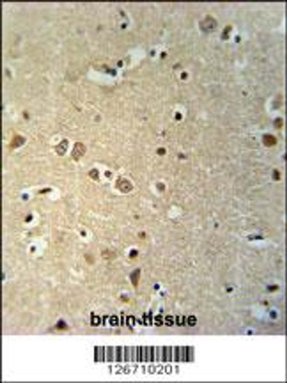 KCTD21 Antibody immunohistochemistry analysis in formalin fixed and paraffin embedded human brain tissue followed by peroxidase conjugation of the secondary antibody and DAB staining.